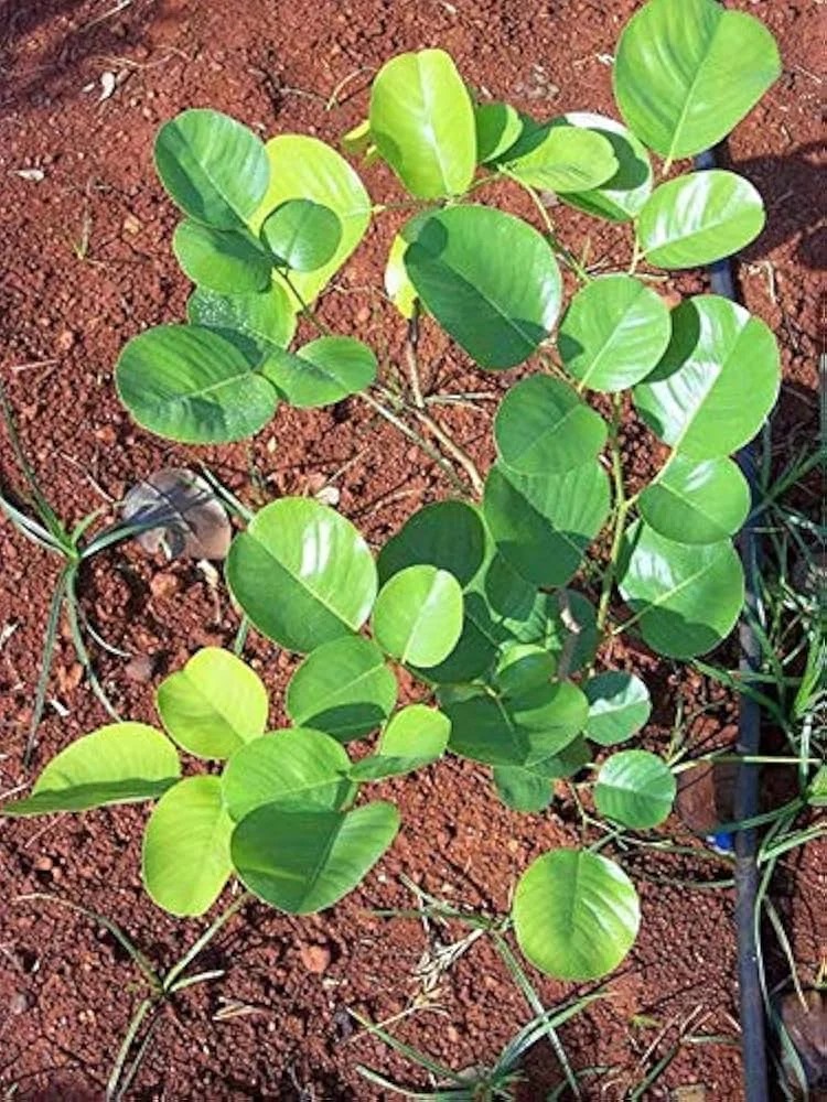 Vedhaa Lohitha Dharma
